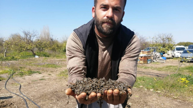 Adana'da 500 kovan arı öldü